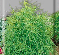 Кохия Летний кипарис