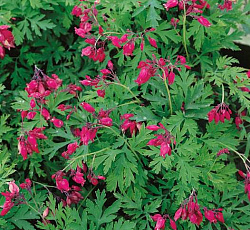 Дицентра (красивая) - Бэкхенел