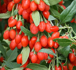 Годжи - Корен Биг