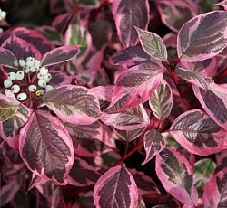 Дерен (белый) - Миракл (Люкс)