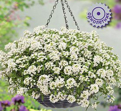 Алиссум клеа Кристал Вайт