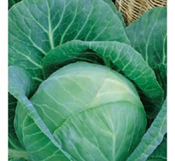 Капуста белокочанная Доминанта F1