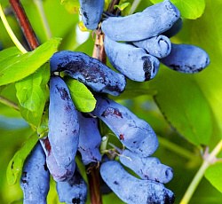 Жимолость - Дочь Великана