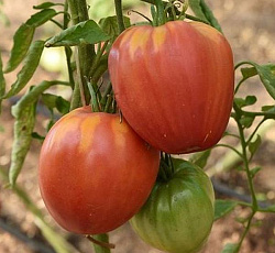 Томат Краса Сибири
