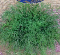 Укроп Император