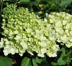 Гортензия метельчатая (Патио) - Мэджикал Маттерхорн (Люкс)