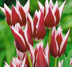 Тюльпан (Лилиецветный) - Райка