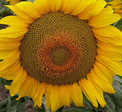 Подсолнечник Лакомка