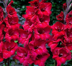 Гладиолус (крупноцветковый) - Фёст Блад