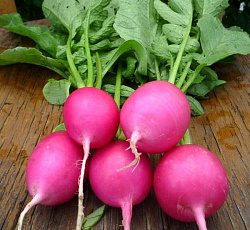Редис Розовый бочок