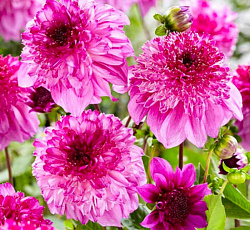 Георгина (анемоновидная) - Ричардс Форчун