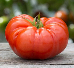 Томат Бифштекс
