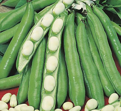 Бобы Царский урожай