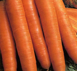 Морковь Королева осени