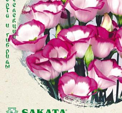 Эустома (лизиантус) Пикколо Пикоти малиновая F1