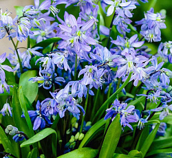 Пролеска (сибирская) - Блу