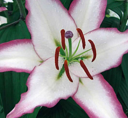 Лилия (восточная) - Хотлайн