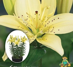 Лилия (азиатская горшечная) - Маунтин Джой