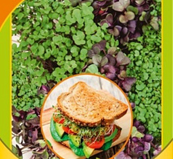 Микрозелень Салат микс