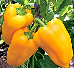 Перец сладкий Золотая осень