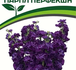 Маттиола срезочная махровая Парпл Перфекшн