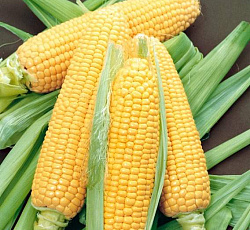Кукуруза Леженд F1