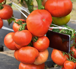 Томат Король рынка VII F1