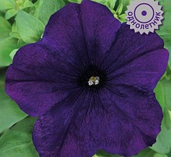 Петуния крупноцветковая Танго Синяя