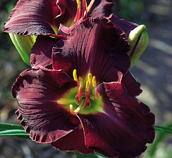 Лилейник (гибридный) - Лонгфилдз Блэк Мэджик (Люкс)