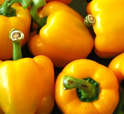 Перец сладкий Адмирал Колчак F1