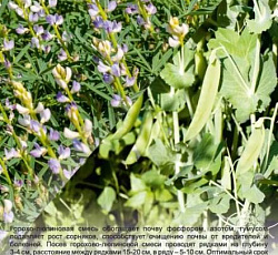 Горохо-Люпиновая смесь (сидерат)