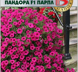 Петуния каскадная Пандора Парпл F1
