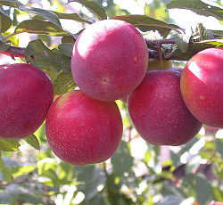 Слива русская (алыча) - Найдена