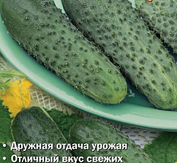 Огурец Спринтер F1