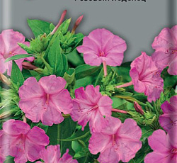 Мирабилис Розовый леденец