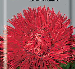 Астра Татьянин День