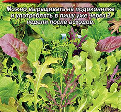Бэби салат Эко стандарт (смесь)