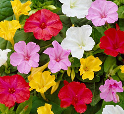 Мирабилис (ялапа) - Смесь окрасок