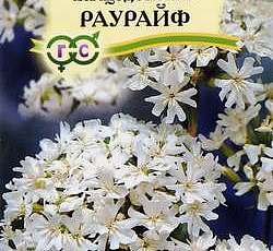Лихнис халцедонский Раурайф