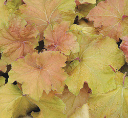 Гейхера (гибридная) - Биг Топ Голд (Люкс)