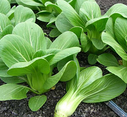 Капуста китайская Краса востока