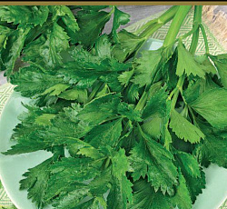 Сельдерей листовой Бодрость