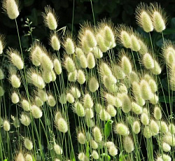 Лагурус (зайцехвост) яйцевидный Леся