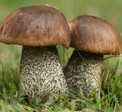 Подберезовик