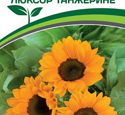 Подсолнечник Люксор Танжерине F1