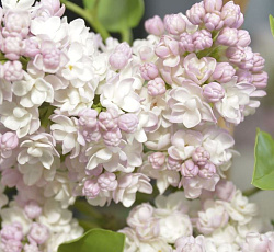 Сирень обыкновенная - Красавица Москвы