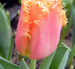Тюльпан (Бахромчатый) - Манго Кристал