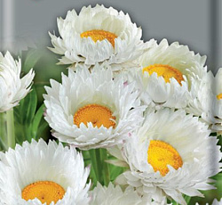 Акроклинум Белый