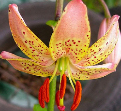 Лилия (видовая) - Пеппард Голд