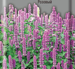 Агастахе гибридный Виват Розовый